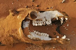 Camelidae Collection: Skull of a camel, Acacus Mountains or Tadrart Acacus range, Tassili nAjjer National Park