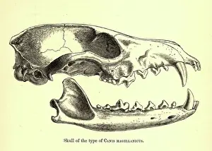 Canidae Prints: Skull of Canis magellanicus, 19th century illustration