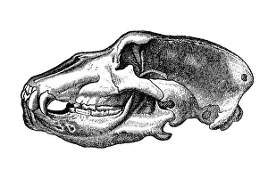 Images Dated 28th June 2016: Skull cave bear (Ursus spelaeus)