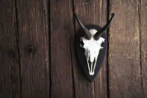 Images Dated 18th December 2011: Skull of a Chamois -Rupicapra rubicapra- on a rustic wooden wall
