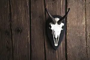 Antler Prints: Skull of a Chamois -Rupicapra rubicapra- on a rustic wooden wall