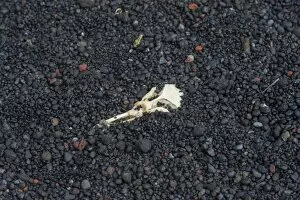 Skull of a Chinstrap Penguin -Pygoscelis antarctica-, buried in lava sand, Baily Head, Deception Island
