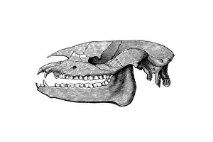 Prints of Illustration of a Skull of Palaeotherium ( old beast ) is an extinct genus of primitive perissodactyl ungulate Paleontology Art Illustration Prints: Skull of Palaeotherium ( old beast ) is an extinct genus of primitive perissodactyl ungulate