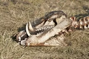 Images Dated 6th March 2013: Skull of a perished Wild Boar -Sus scrofa-, Elbe river floodplains near Dessau-Rosslau