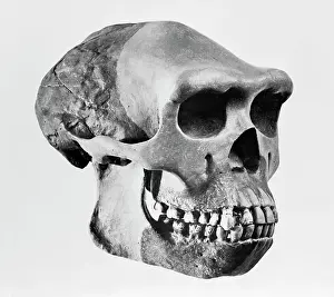 Skull of Pithecanthropus Robustus