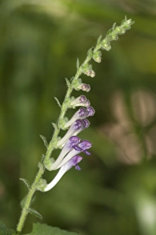 Images Dated 4th June 2012: Skullcaps -Scutellaria columnae-, Lake Kerkini region, Greece, Europe