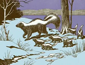 Medium Group Of Objects Prints: Skunks