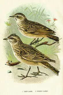 Songbird Gallery: Skylark bird engraving 1896