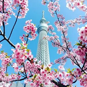 Images Dated 11th March 2018: skytree and cherry blossom in tokyo, Japan