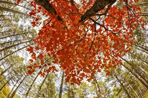 Images Dated 9th May 2016: Skyward view of maple tree in pine forest, Upper Peninsula of Michigan, USA