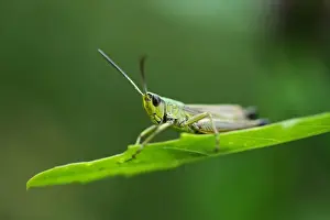 Out Of Focus Prints: Slant-faced Grasshopper (Gomphocerinae) on a blade of grass