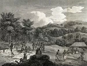 African Collection: Slaves harvesting cinnamon near Colombo, 1801, Sri Lanka, Historic