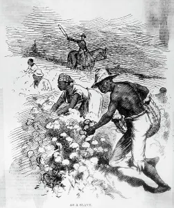 Crop Prints: Slaves Picking Cotton in Field