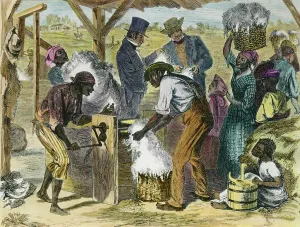 Cotton Gin Prints: Slaves Using First Cotton Gin