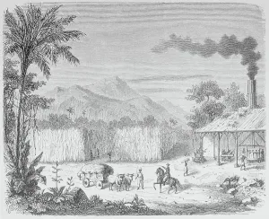 Slave Prints: Slaves Working on Sugar Plantation
