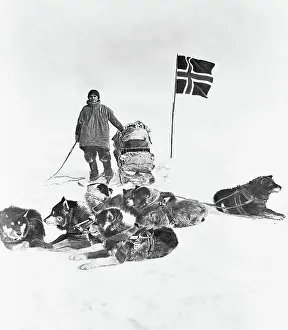 South Pole Prints: Sled Dogs and Member of Amundsen Expedition