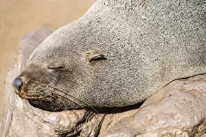 Caniformia Prints: Sleeping Brown Fur Seal or Cape Fur Seal -Arctocephalus pusillus