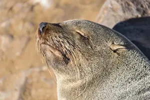Caniformia Prints: Sleeping Brown Fur Seal or Cape Fur Seal -Arctocephalus pusillus