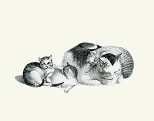 Kittens Prints: Sleeping Cat and Kittens