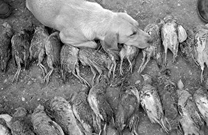 Carcass Prints: Sleeping On The Dead