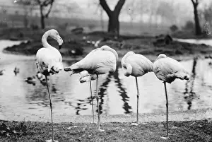 February 1907 Prints: Sleeping Flamingoes