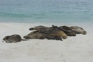 Sleeping Galapagos Sea Lions -Zalophus wollebaeki-, Espanola Island, Galapagos Islands, Ecuador