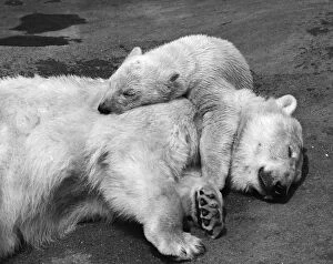 Polar Climate Gallery: Sleepy Bears