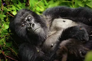 Natural Landmark Prints: A sleepy mountain gorilla (Gorilla beringei beringei) lounging in the underbrush in Volcanoes National Park