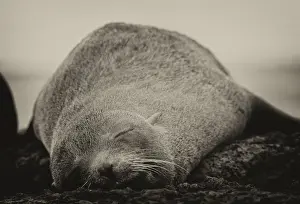 Fur Seal Prints: Sleepy Seal