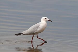 Images Dated 14th April 2011: Slender-billed Gull -Larus genei-, wading in shallow water, Camargue, France, Europe