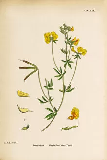 Images Dated 12th June 2017: Slender Birda┬Ç┬Ös-foot Trefoil, Lotus tenuis, Victorian Botanical Illustration, 1863
