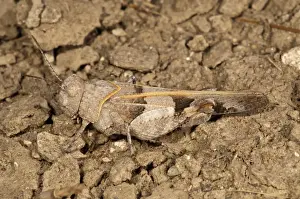 Slender Blue-winged Grasshopper -Sphingonotus caerulans-, Rhodes, Greece