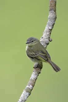 Songbird Gallery: Slender-footed Tyrannulet (Zimmerius gracilipes)