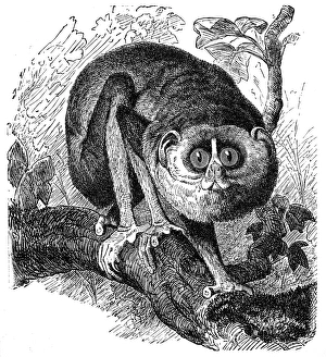Images Dated 3rd February 2017: Slender Lorises (Stenops Gracilis)