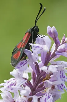 Smokey Prints: Slender Scotch Burnet moth (Zygaena loti or Lictoria Lotis)