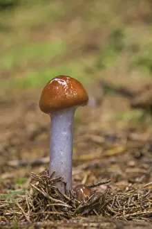Basidiomycetes Prints: Slimy Webcap (Cortinarius muscigenus)