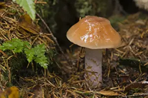 Basidiomycetes Prints: Slimy Webcap (Cortinarius muscigenus)