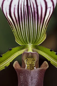 Natural Preserve Gallery: Slipper Orchid -Paphiopedilum barbatum-, Mainau, Baden-Wurttemberg, Germany