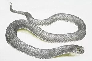Snake Gallery: Slithering grey snake (Serpentes)