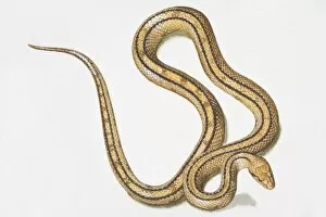Slithering yellow-brown snake (Serpentes) with two black lines running along body, view from above