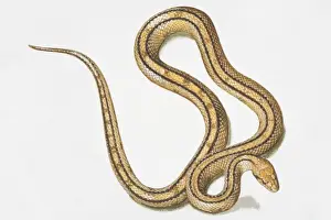 Curve Prints: Slithering yellow-brown snake (Serpentes) with two black lines running along body
