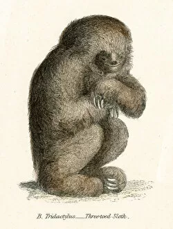 Images Dated 3rd April 2017: Sloth engraving 1803