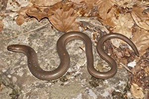 Images Dated 29th May 2013: Slow Worm -Anguis fragilis- with blue spots basking in the sun, Mount Olympus, Litochoro
