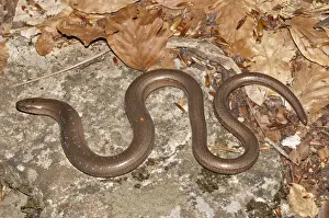 Scaled Reptile Prints: Slow Worm -Anguis fragilis- with blue spots basking in the sun