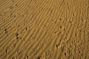 Small animal tracks in red sand, Arizona