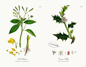 Images Dated 4th December 2017: Small Balsam, Impatiens parviflora, Victorian Botanical Illustration, 1863