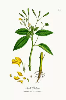 Images Dated 12th October 2017: Small Balsam, Impatiens parviflora, Victorian Botanical Illustration, 1863