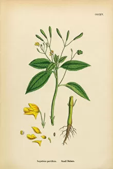 Images Dated 16th March 2017: Small Balsam, Impatiens parviflora, Victorian Botanical Illustration, 1863
