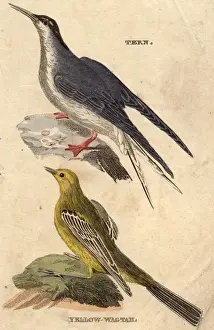 Colour Format Prints: Small Birds