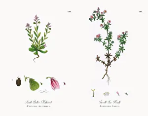 Images Dated 21st November 2017: Small Bitter Milkwort, Polygala Austriaca, Victorian Botanical Illustration, 1863